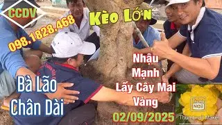 🔴 CCDV # 352. K&egrave;o Lễ 2/9 Nhậu Mạnh Hơn Gia Chủ Lấy C&acirc;y Mai B&agrave; L&atilde;o Ch&acirc;n D&agrave;i ||CCDV.