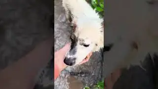 Merdog Kios Helps Collect Plastic Bottles To Buy Mullet Fish For The Otters