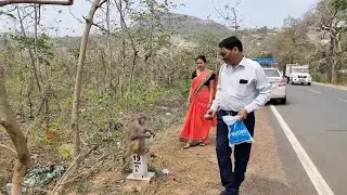 #monkeycute