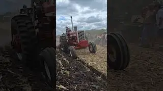 Straight Red Muscle Tractors Plowing at HCOP! #farmallfanatic #shorts #halfcenturyofprogress