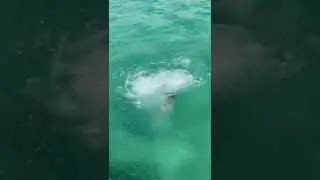 TUFFO IN MARE DI SOF&Igrave;!! | Me contro Te TikTok
