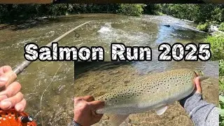 Salmon Run Around Ontario 2025
