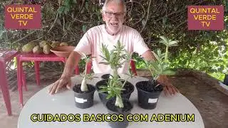 CUIDADOS BASICOS COM ADENIUM v&iacute;deo 587