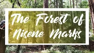 Chasing Waterfalls in The Forest of Nisene Marks State Park