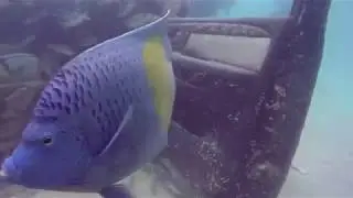 2019-06-04 - GMC Dive Site/Sealine/Qatar