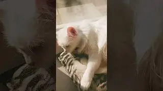 ANGORA #shorts #angora #cat #catlover #cutecat #cute #funny #love #motivation #pets