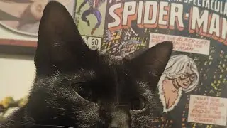 Iconic Black Cat Action! #comics #comedy #spiderman #blackcat #marvel #black #cat #2nd #suit #wow