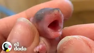 No reconocer&aacute;s a estos animales beb&eacute;s con 8 semanas de edad | Corazones Salvajes | El Dodo