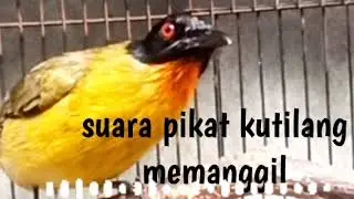 suara pikat kutilang emas memanggil
