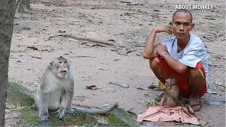 Monkey Amber Welcome Monkey Sovana ,Poor Baby Monkey Savana She Reject Monkeys ,Human Is Better...!