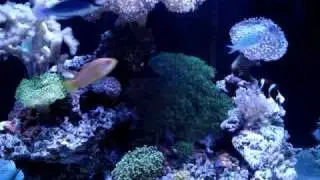 60 gallon cube soft coral reef tank