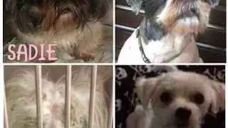 Tiny Paws Rescue 10/2017