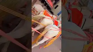 Horse marwari &hearts;️&hearts;️😍🥰🥰😍ride with bride #bride #horseride #horselover #trending #youtubeshorts