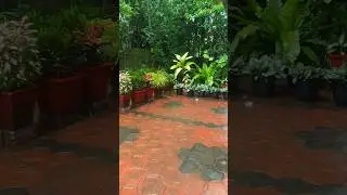 Garden Decoration Ideas for Home#home #garden #gardening #nature