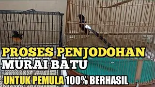 PROSES PENJODOHAN MURAI BATU/ UNTUK PEMULA 100% BERHASIL