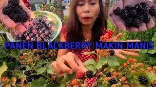 PANEN BLACKBERRY MANIS DAN LEBAT MELIMPAH SEKALI😍