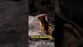 5 Mind-Blowing Chipmunk Facts You Never Knew!