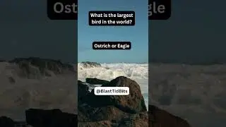Fact-Finding Mission (What is the largest bird in the world?) #trivia #knowledge #testing