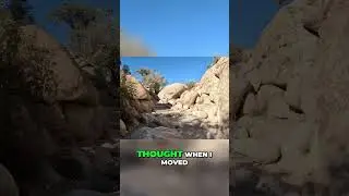 Close Encounter With a Roadrunner: Desert Wildlife Surprise!