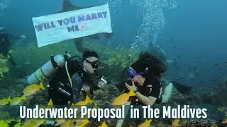Предложение руки и сердца под водой &mdash; ScubaSpa Maldives
