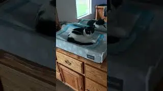 She&rsquo;s Ready To Get Her Diaper Changed 😂 #cat #funny #shorts