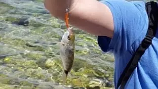 Light Rock Fishing (LRF) in shallow water for annular sea bream / isparoz, Izmir - Turkey