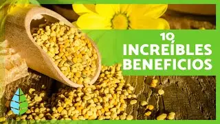 10 BENEFICIOS del POLEN de ABEJA 💛✅  (Para Qu&eacute; Sirve y C&oacute;mo Consumirlo)