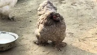 Cute fancy bantam hens and rooster from clarova pets family 