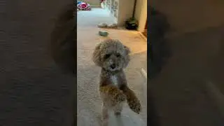 POV you didn&rsquo;t get the main part#funny #theatre #fypyoutube #dog #relatable #viralvideo