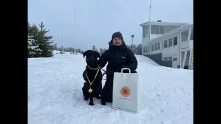 Osallistuttiin Sylvin kanssa koirahiihtokilpailuun