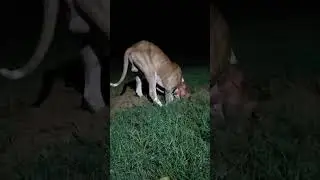 Desi Bully dog in Action || fighter dog Video || @chandveerjaat    #trending #doglovers #bully