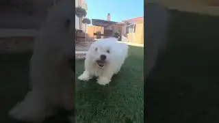 Dogcenter Maltese Mini Puppies