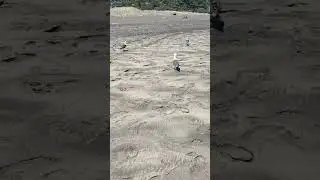 Piha Beach and Mercer Bay Loop