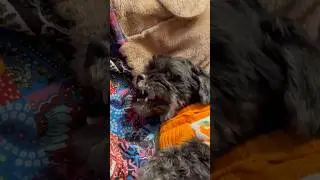 I&rsquo;m sleeping on the couch! #dog #funnydogs #shorts