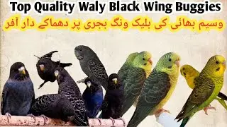Black Face buggies Black Wing Buggies Parrot Available #comercialmutitionbuggies