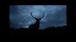 Bull Elk Bugling at Night in Yellowstone