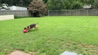 More of Gunnar and his herding ball