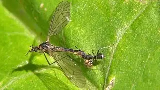 Ant transports giant prey. Ameise transportiert riesige Beute (Schnake)