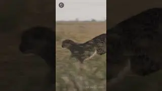 Guepardos s&oacute; podem correr na hora certa #felinos #predadores #africawildanimals