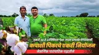 कपाशी (कापूस) पिकाचे नैसर्गिक पारंपरिक पद्धतीने नियोजन ||Mission Organic ||