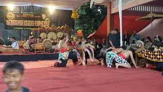 MENDEM MASAL !! SENGGANI KERTO BAWONO TIMBANG TERBARU.