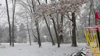 Bday snow beech