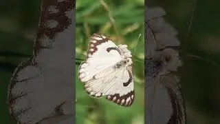 &sup2;🦋⁶ Pioneer, Caper White (Belenois aurota) in Whites, Yellows, Sulphurs Family (Pieridae)