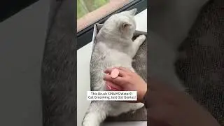 funny cat, cute kitten, cat shorts, viral cat, fyp, adorable cat
