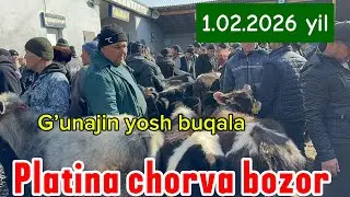 TOSHKENT VIL BUSTONLIQ CHORVA BOZOR MESNI G’UNAJIN BOQMA BUQALAR NARXLARLI 
