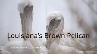 Louisiana's Brown Pelican: A Story of Resilience
