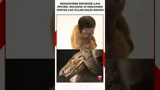 Scientists Discover 27 New Species in Peru's Amazon Rainforest | The Express Tribune