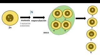 Apareamiento en la levadura Saccharomyces cerevisiae