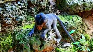 P160-This video Show About Lori Alone Nearly Whole| Baby Lori Working Hard With Her Life