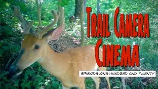 Deer VS Woodchuck - Trail Camera Cinema (EP120)